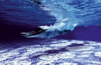 bisazzadecori-pools-3.jpg